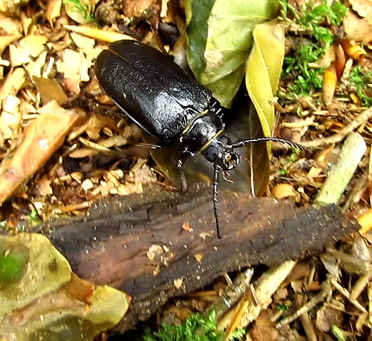 Am Montag, dem 22.08.2011 auf der Fotopirsch entdeckt : Einen Sägebock ! ( eigenes Foto )