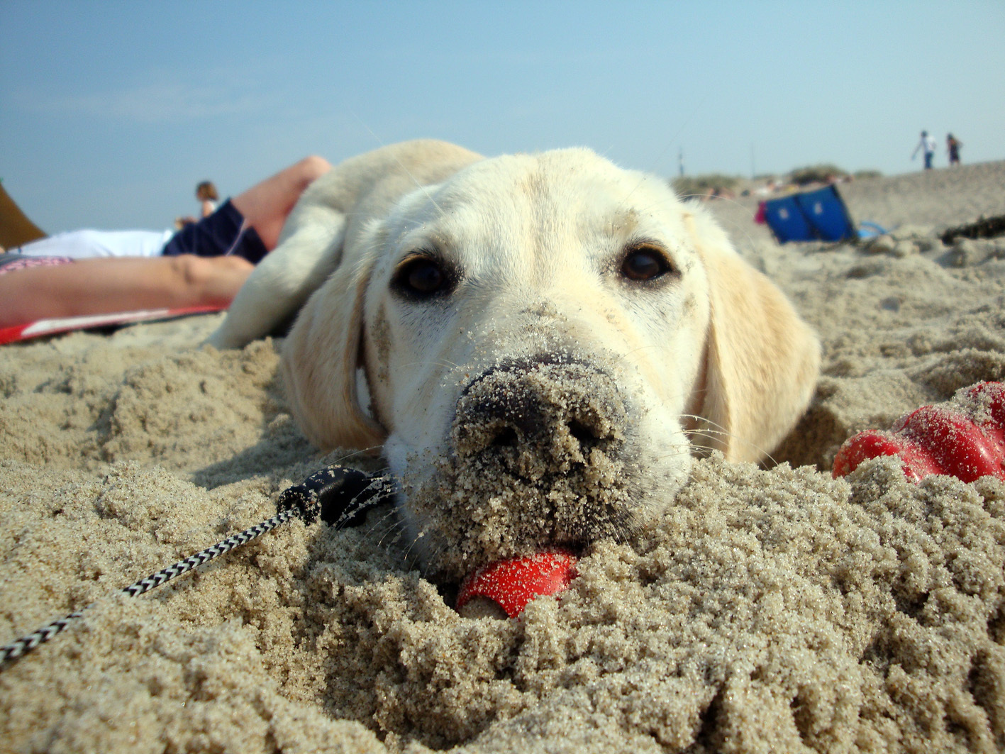 Hund Nummmer eins: Amy gibt am Strand von Holland der Redewendung "Den Kopf in den Sand stecken" wortwörtliche Bedeutung, eingereicht von Angela Bosse.