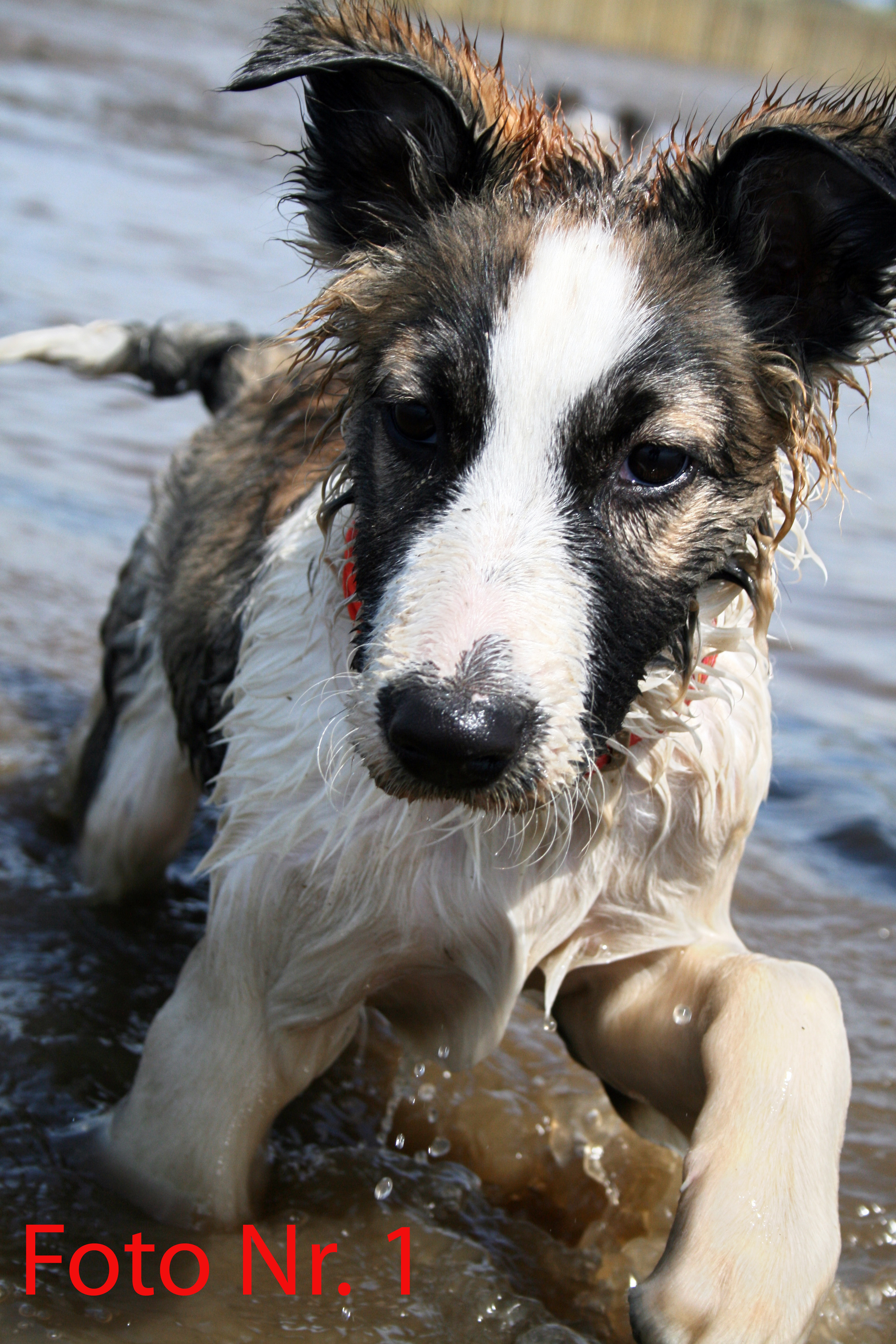 Das Bild zeigt Mischling Loup bei seinen ersten Schwimm-versuchen in der Weser.