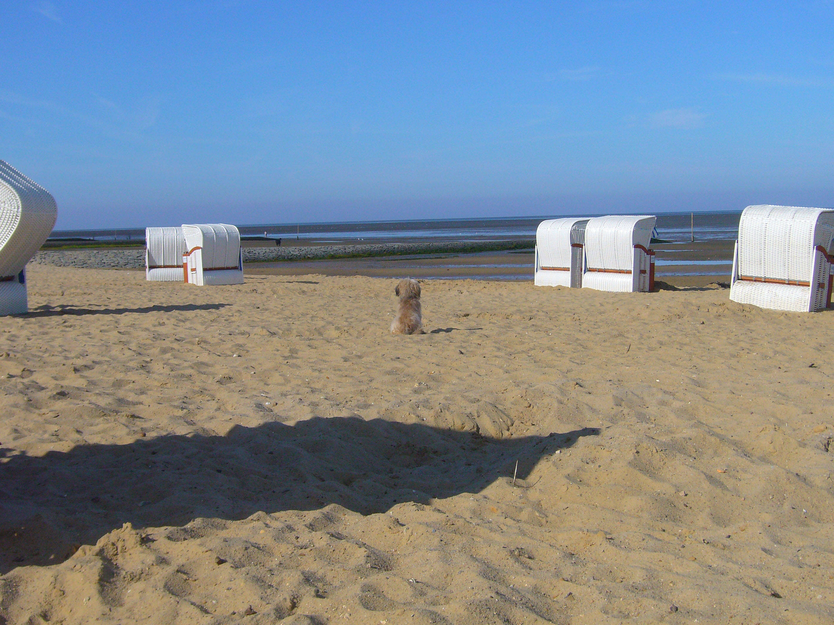 Nr. 1: Scully stammt aus Teneriffa und lernte bei seinem Urlaub die Nordsee kennen - und übernahm gleich die Strandaufsicht.