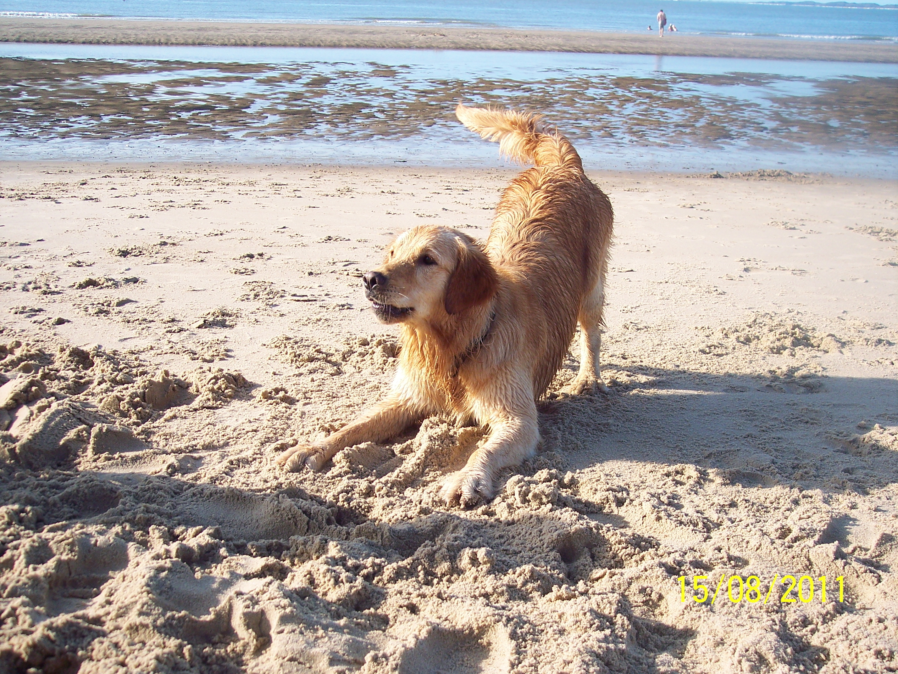 Foto 1: Toodles am Strand.