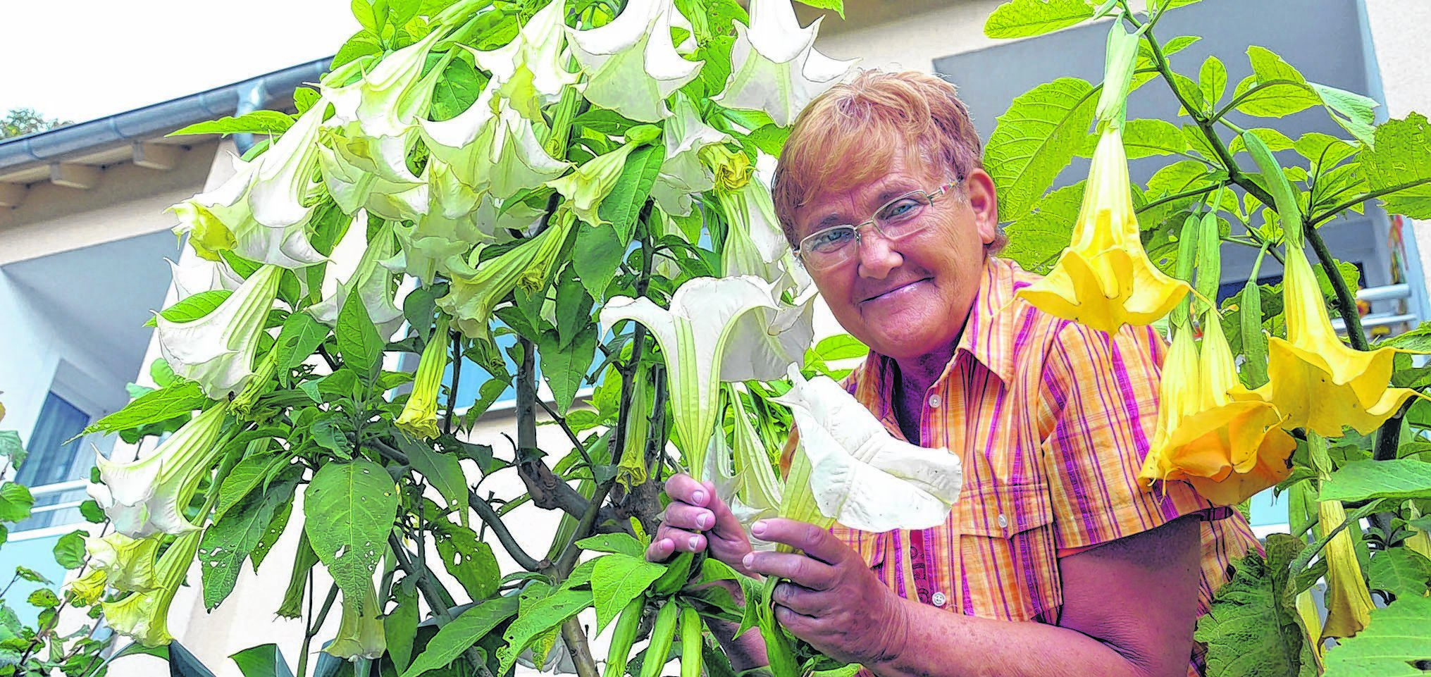 Rosemarie Holzke ist mit Recht stolz auf ihre Blütenpracht. Foto: Gohl