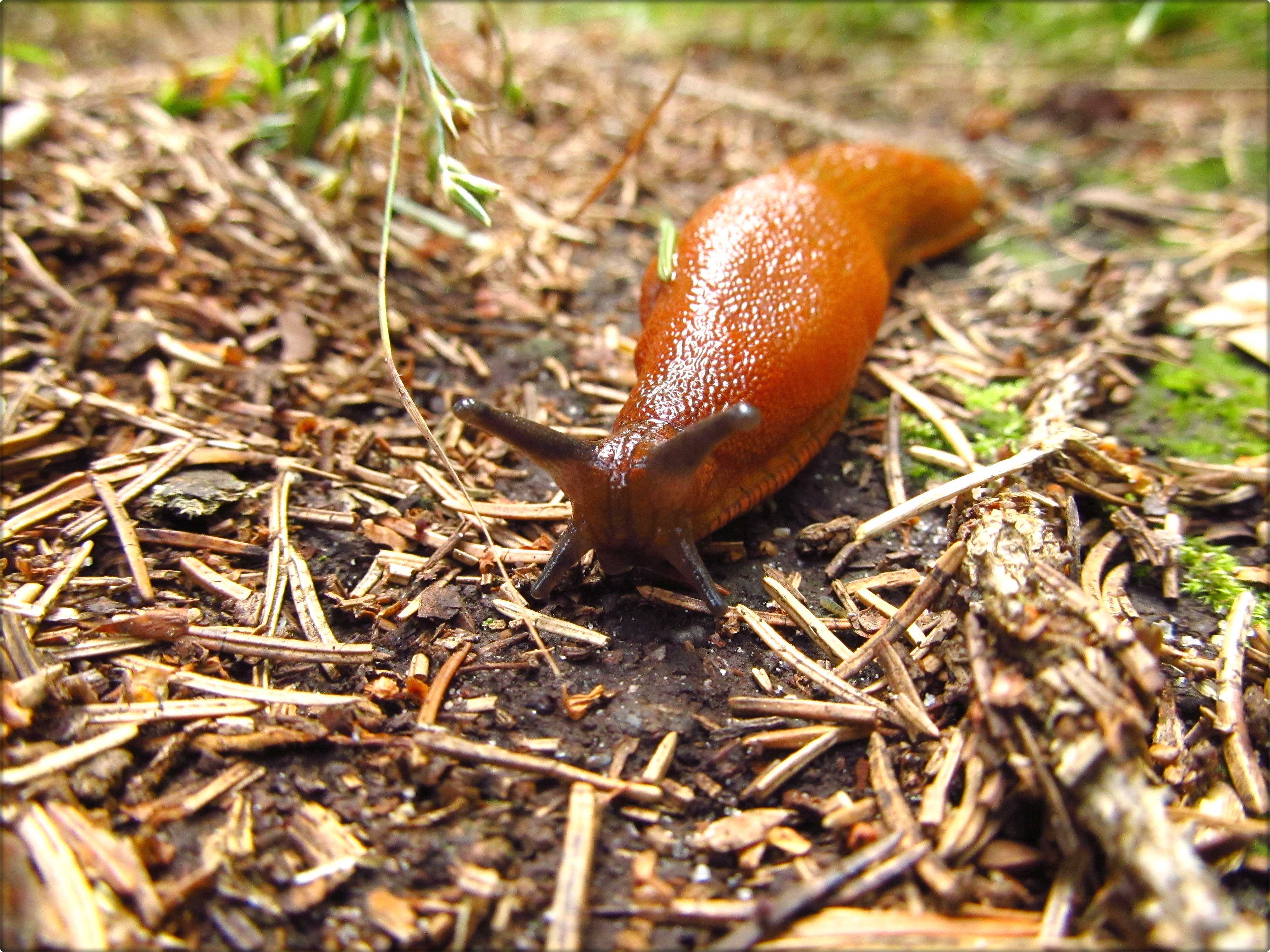 Kleine Schleimer auf der Kriechspur: Große und Spanische Wegschnecken - Xanten