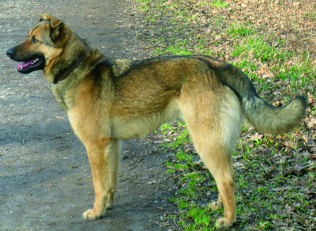 Hund "Moglie" ist tot. Er wurde leblos in einem Maisfeld gefunden.
