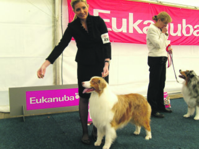 Australian Shepherd Jungrüde „Paparazzi“ wurde auch in Dortmund Gruppensieger.