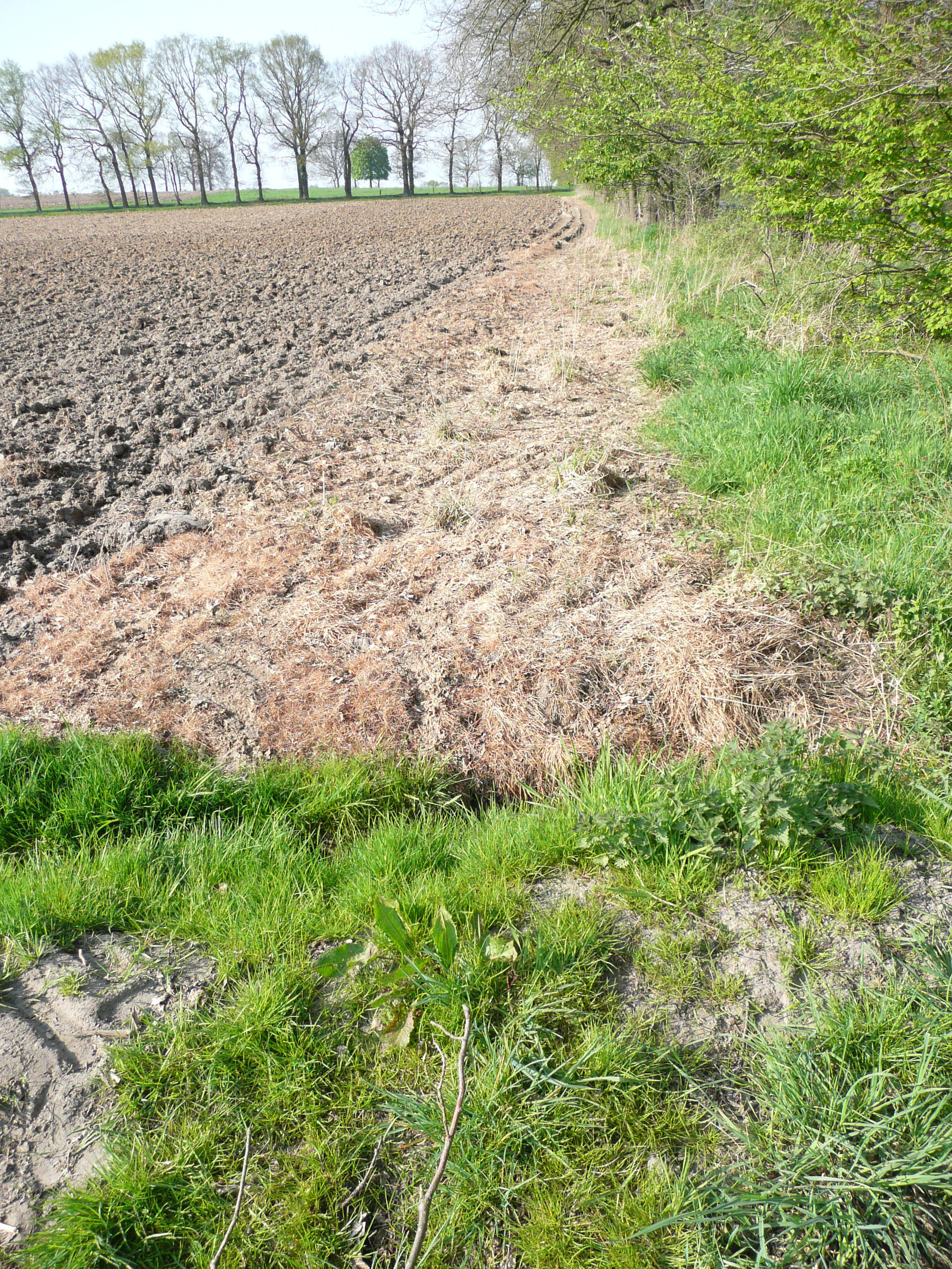 großflächiger Totalherbizid (Glyphosat)-Einsatz in Schermbeck, Westricher Str. bis an die Kante von Entwässerungsgräben (April 2011)