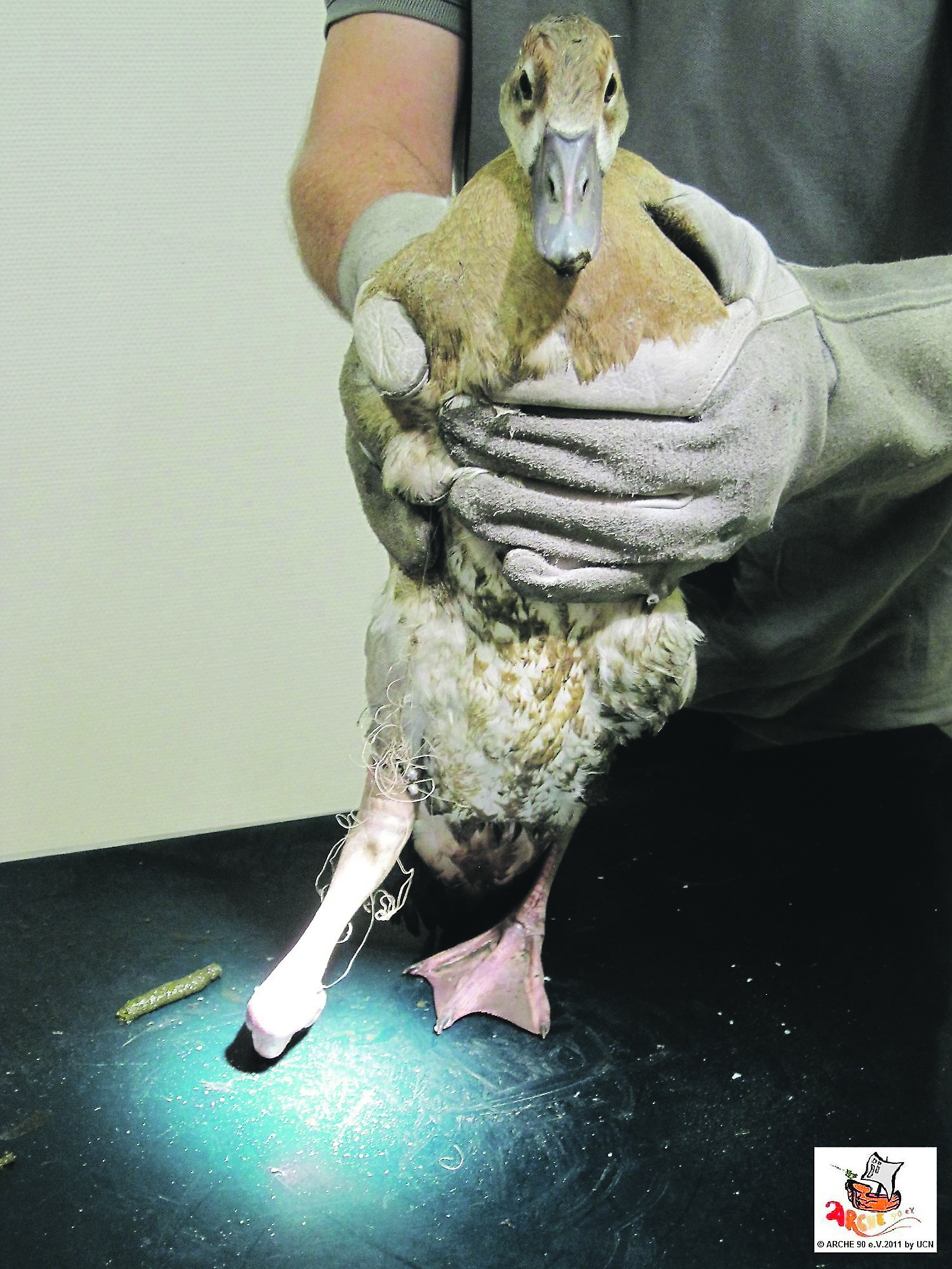 Selbst um Enten kümmert sich die Arche 90. Jetzt sucht die Tierschutzorganisation dringend weitere Pflegefamilien.