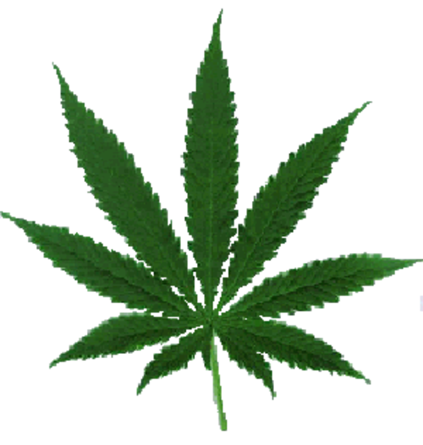Der stadtbekannte Geschäftsmann flog wegen Geldwäsche auf. Dabei entdeckten die Polizeibeamten die Aufzucht von etlichen Cannabispflanzen.