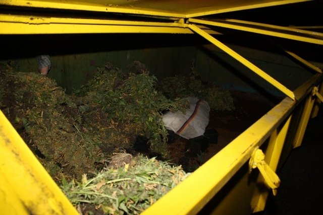 Containerweise wurde das Cannabis von der Drogenfahndung abgeholt und entsorgt. Foto: privat