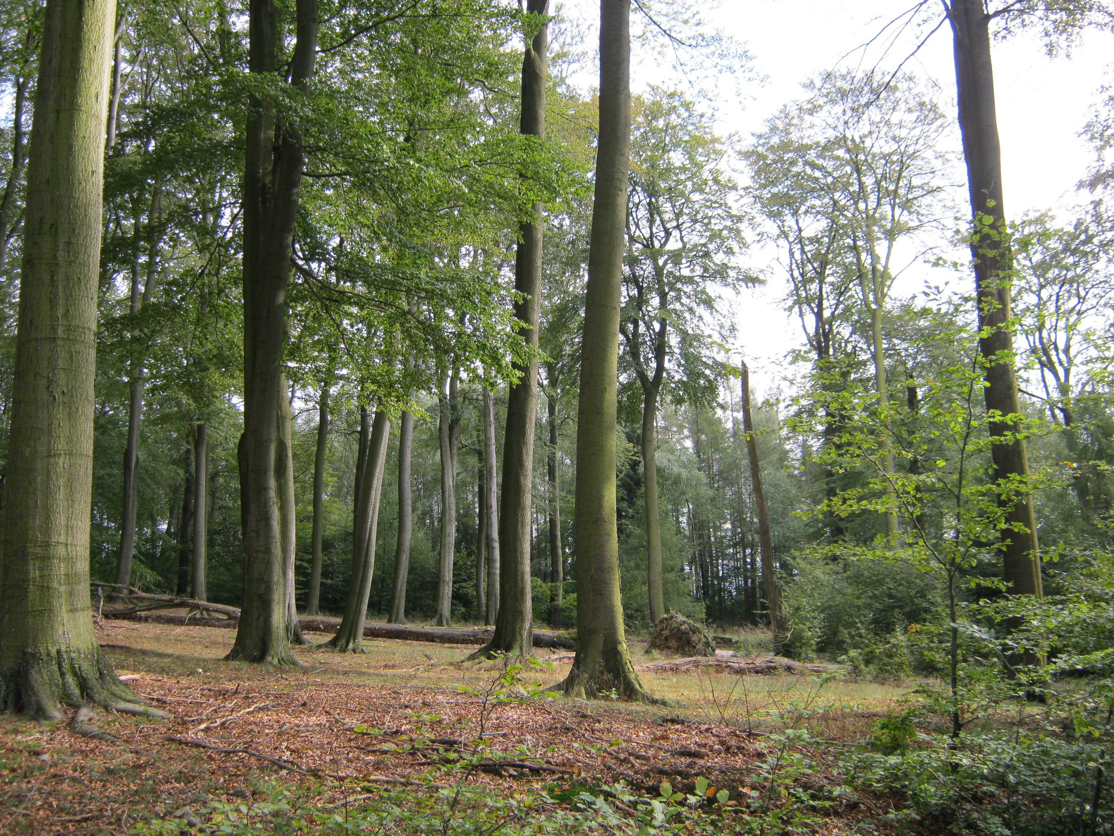 (C) B.Jakubzik, Naturwaldparzelle im Sauerland