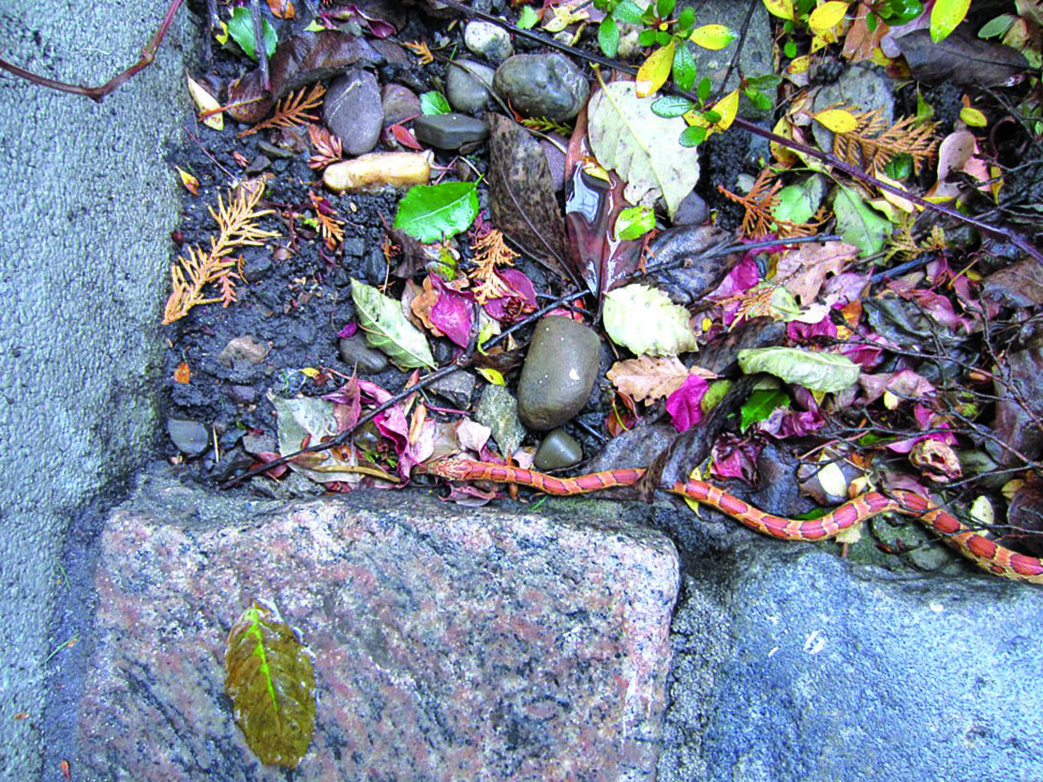 Kornnatter im Garten Mülheim an der Ruhr