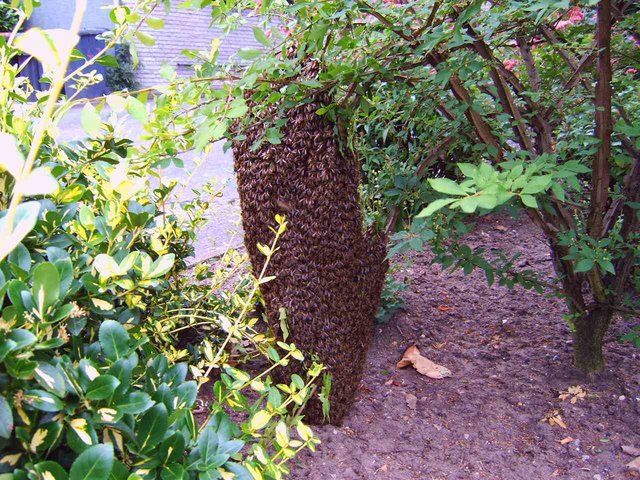 Bienen im Vorgarten (Juni 2011)