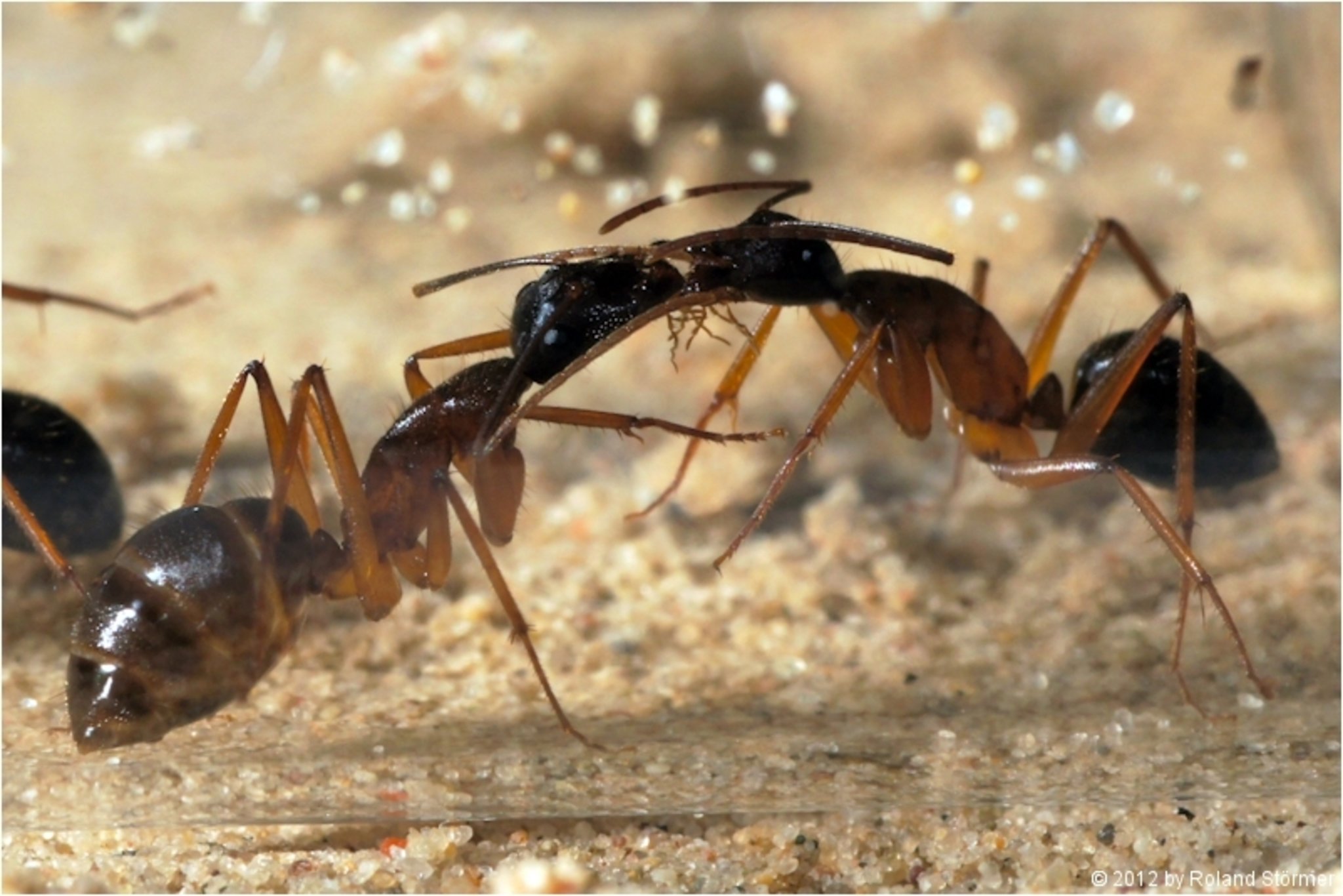 Camponotus nigriceps Unna