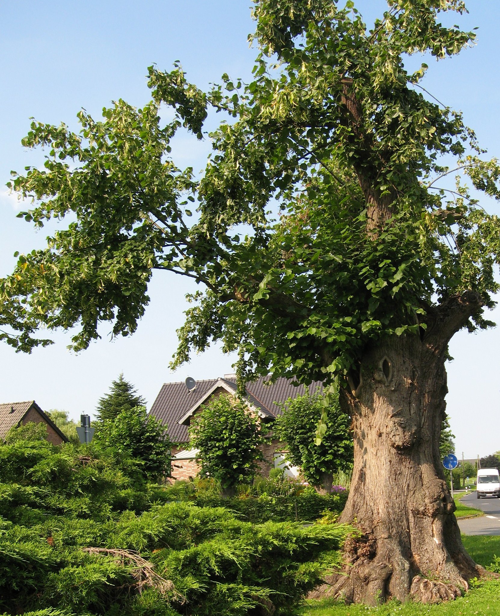 Die alte Linde in Hasselt BedburgHau