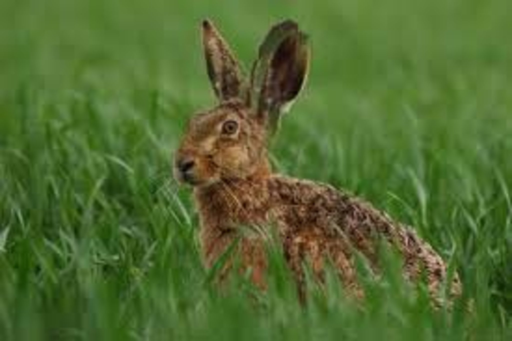Hase Tsubura