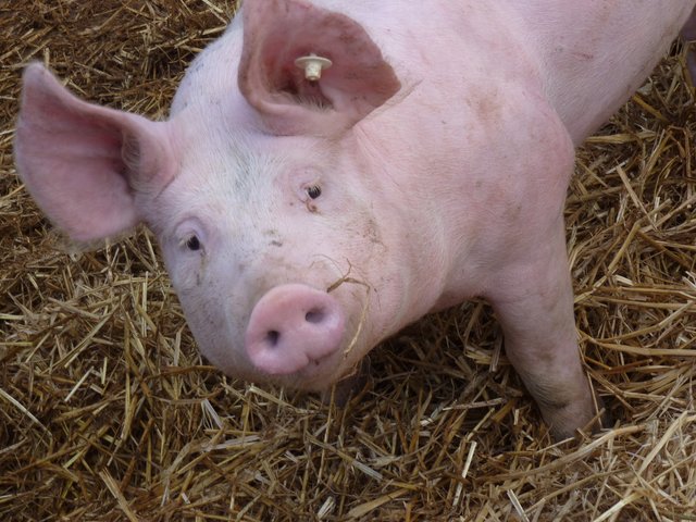 Was willst Du denn hier? | Foto: Marita Gerwin