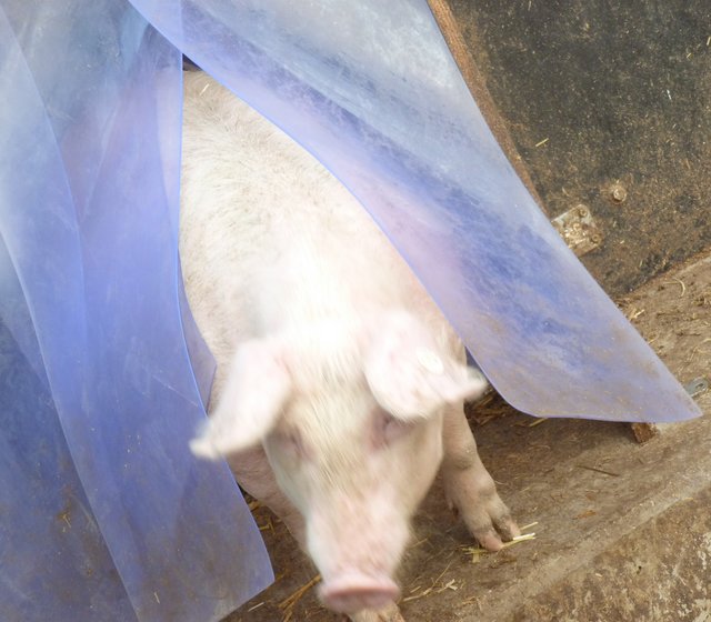 Na, was ist denn hier los? Will auch mal gucken was ab geht. | Foto: Marita Gerwin