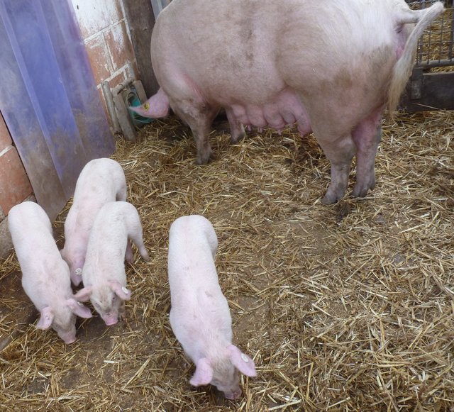 Gesättigt. Auf zu neuen Taten... | Foto: Marita Gerwin