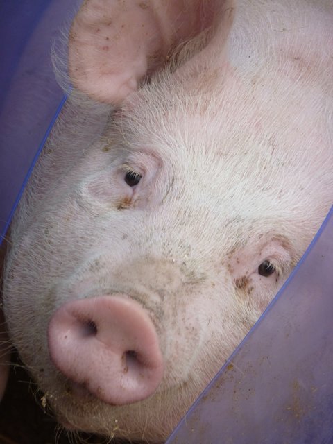 Wat geht hier denn ab? Miss Piggi in der Maske! | Foto: Marita Gerwin