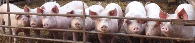 Ist das ne Schweinerei, wir spielen  nur die zweite Geige!