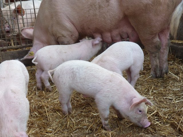 Mahlzeit! | Foto: Marita Gerwin