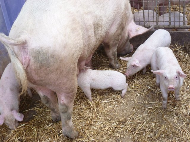 Immer der Reihe nach. Vordrängeln gilt nicht. | Foto: Marita Gerwin