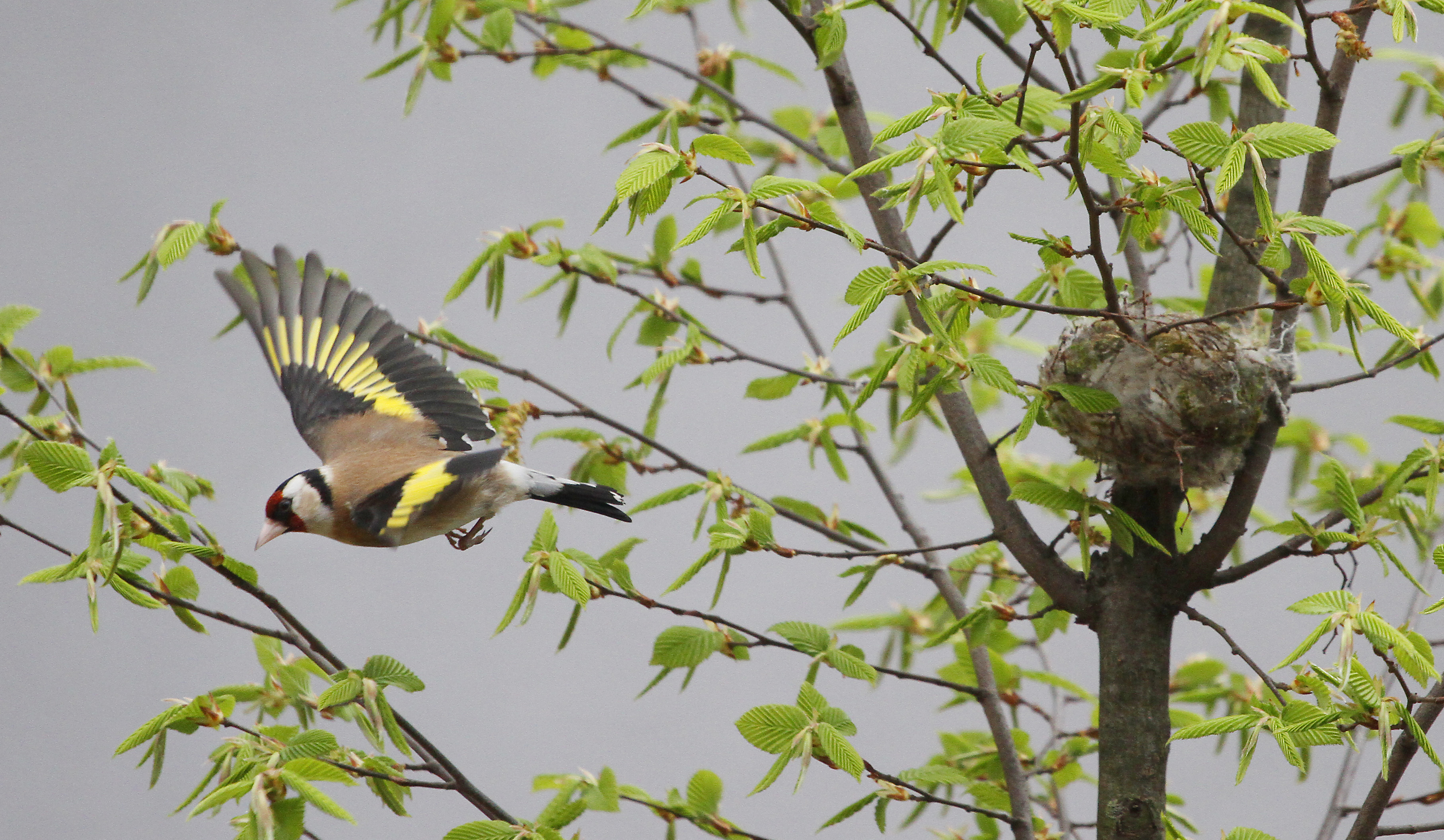 Weibchen beim Abflug