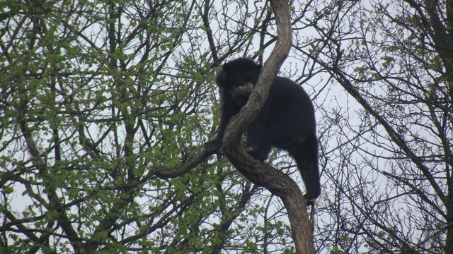 Bärin Huanca fühlt sich wohl in der artegrechten Umgebung der Anlage