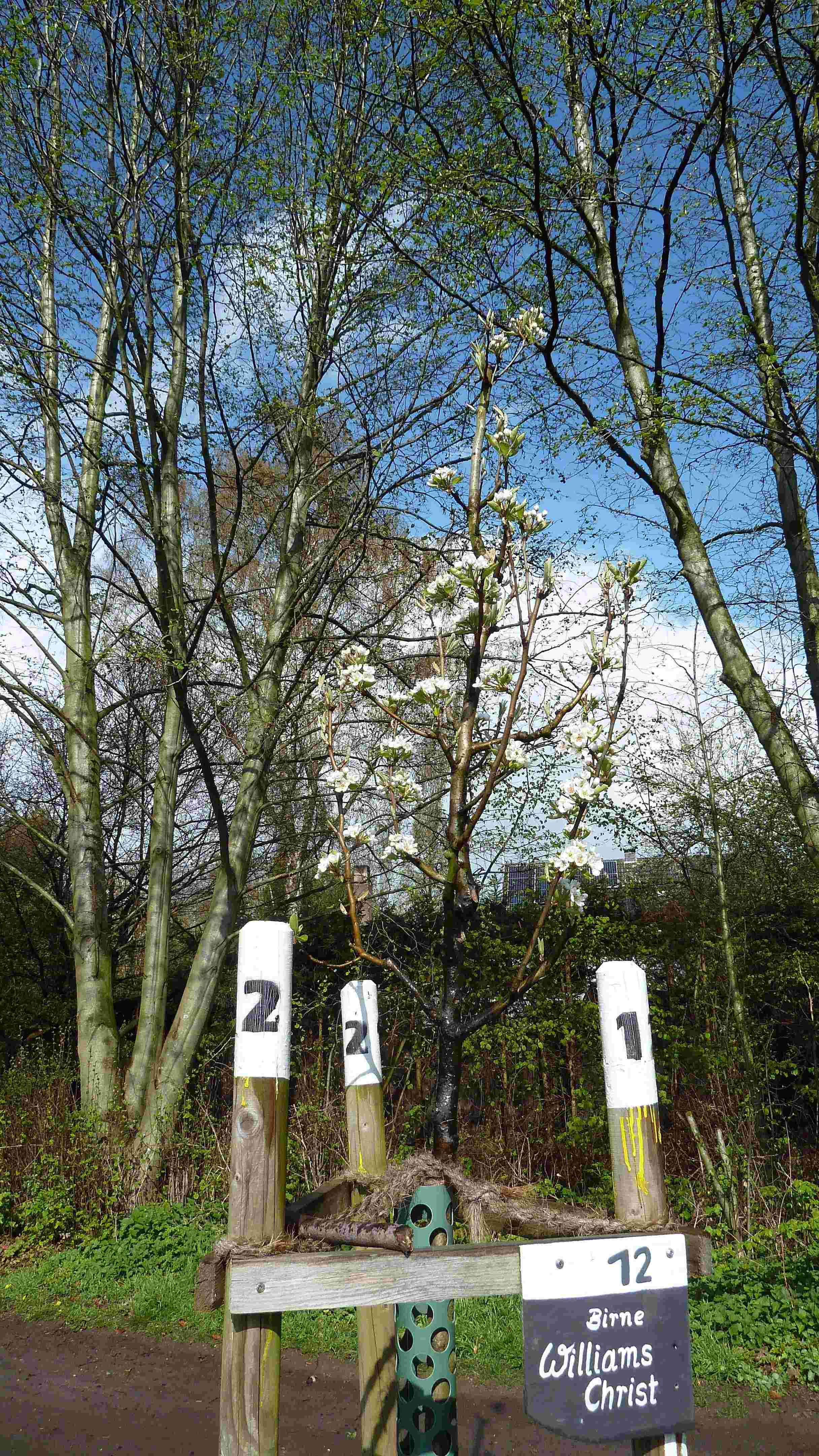 Ein Obstbaum der "ersten Generation" am Weierbach