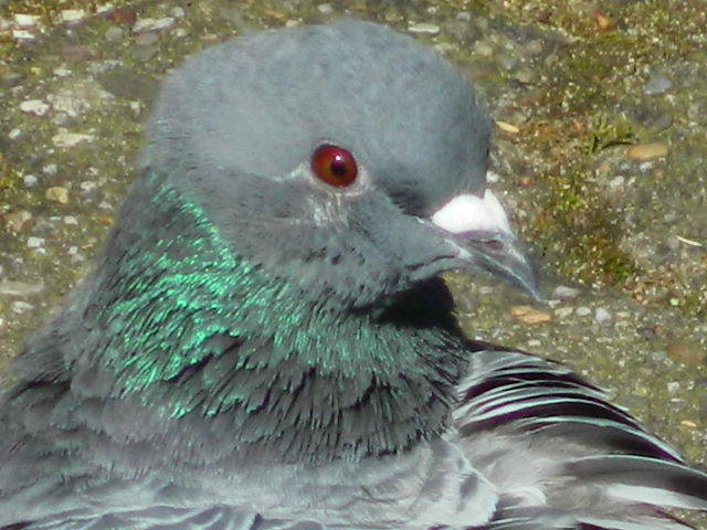 Taubenweibchen