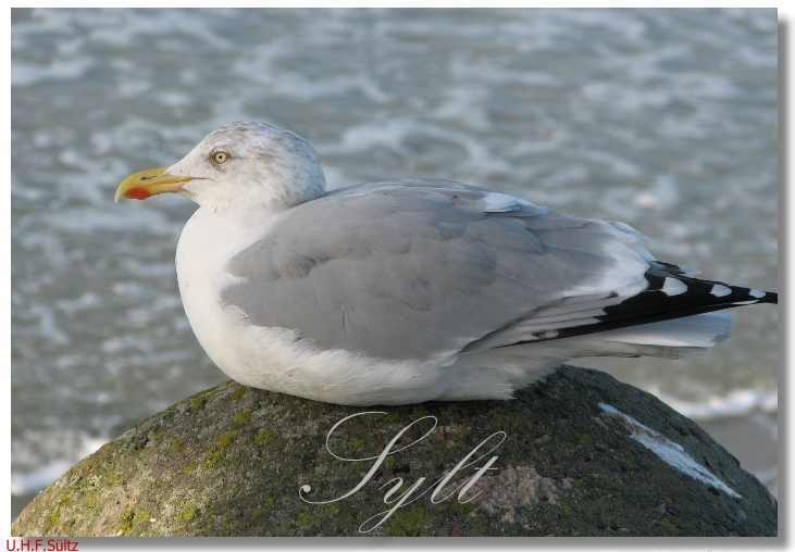Möwe in Westerland auf Sylt - Uwe H. Sültz