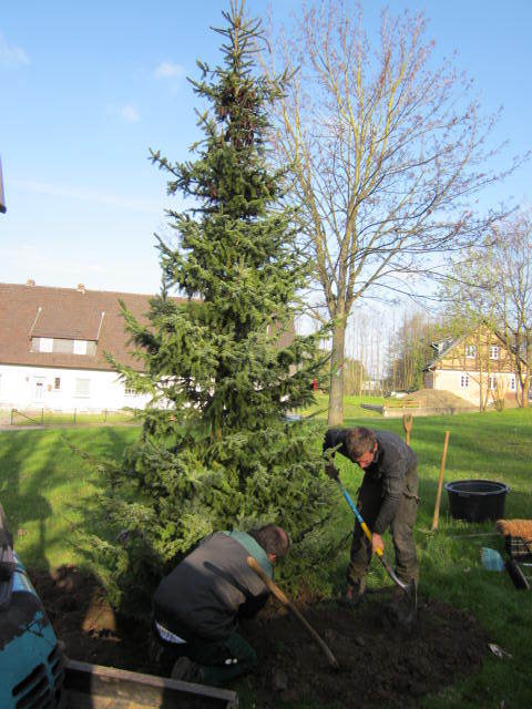 Aufstellung des neuen Weihnachtsbaumes