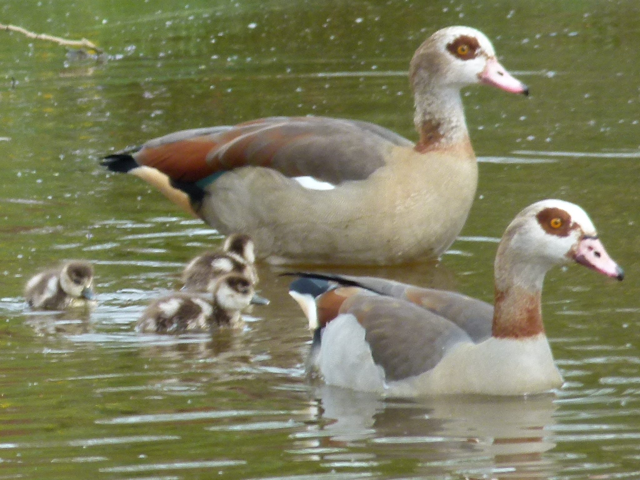Familienplanscherei im Teich!