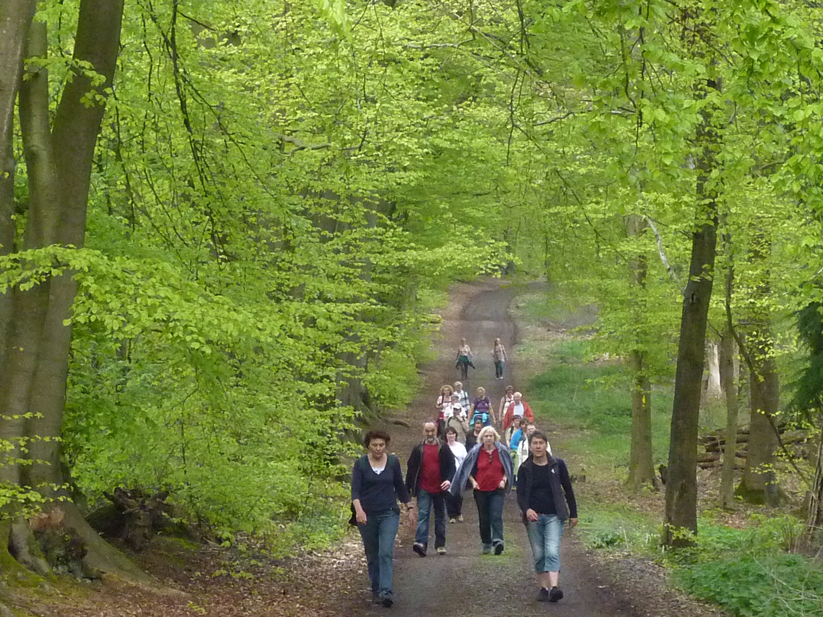 Auf ihrer Tour passierten die Ausflügler auch frisch grünende Buchenwälder.