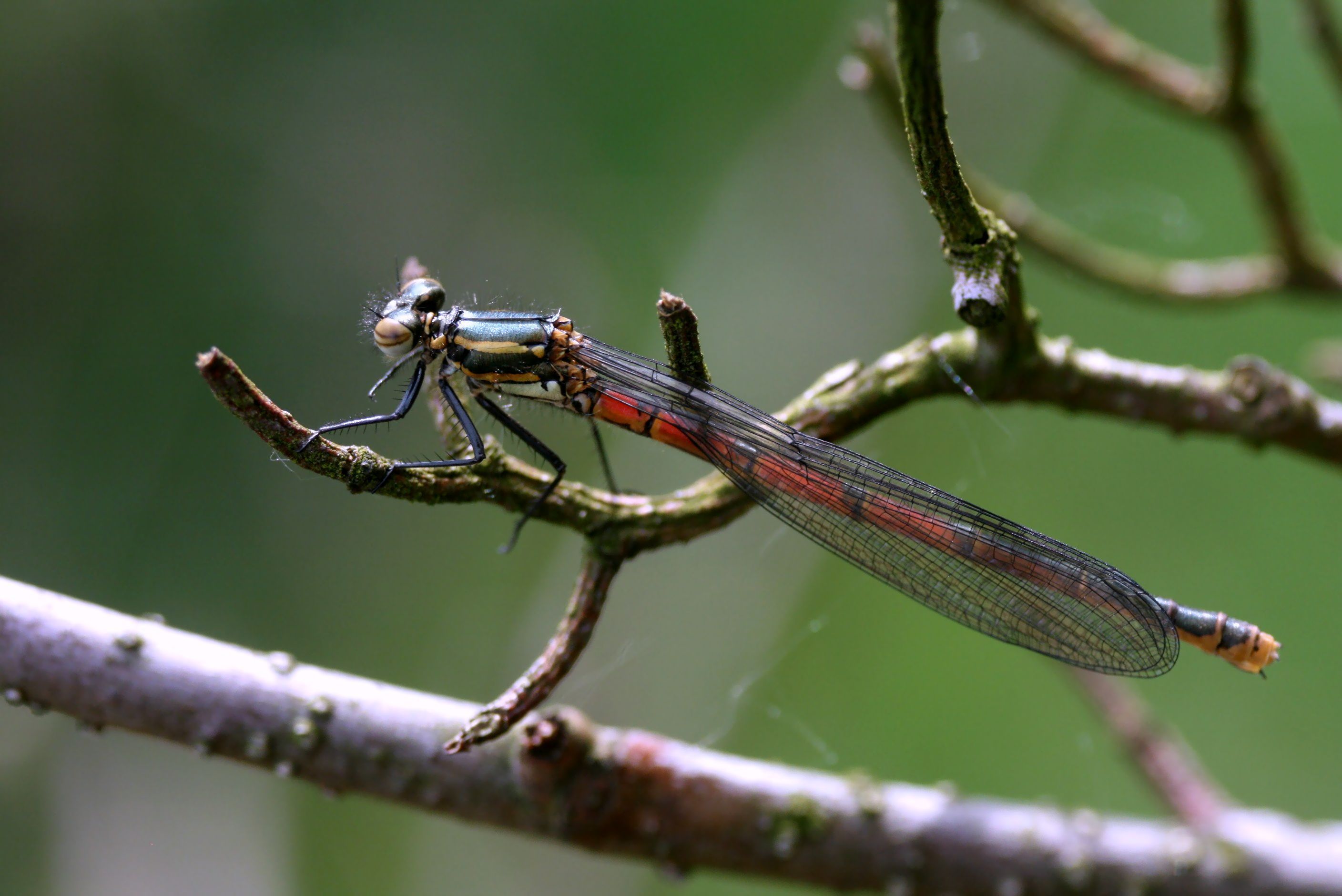 Rote Kleinlibelle als Frühlingsbote an Teichen und Bächen. Foto: G. Hellmann