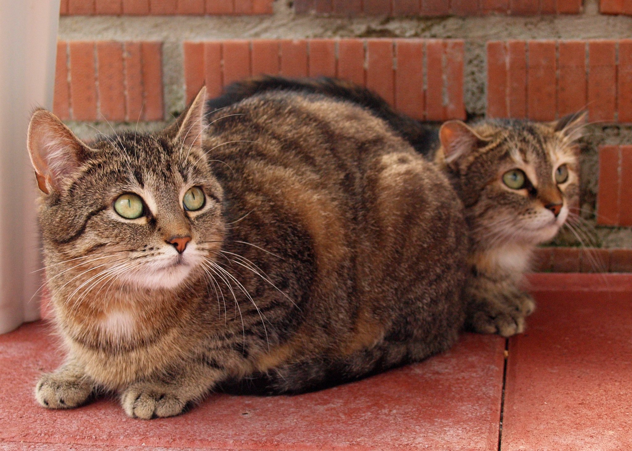 Hund Katze Maus Tiere Suchen Ein Zuhause Witten