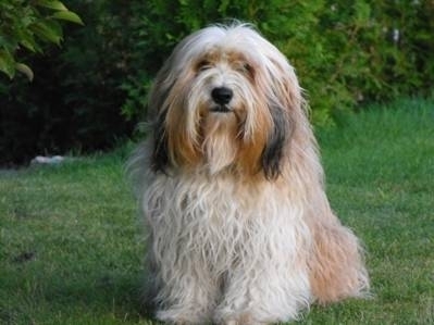 Tibet Terrier Rüde Chico sucht ein neues Zuhause.