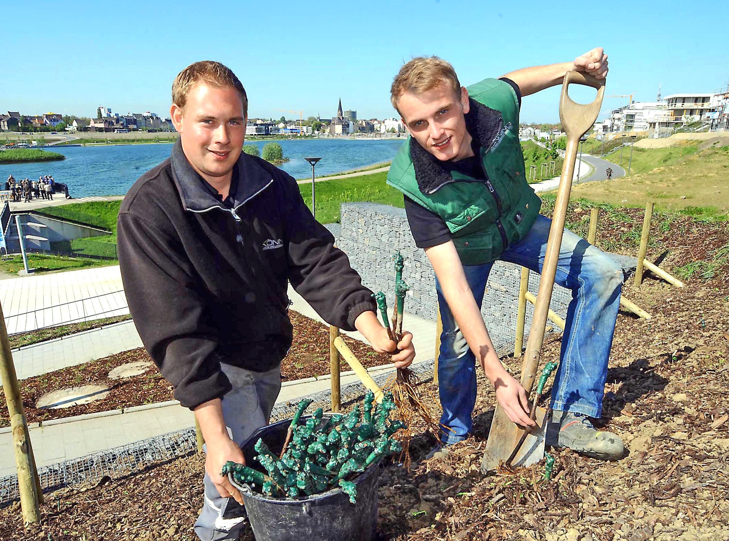 Packten gestern kräftig an: Stefan Klarholz (l.) und Niclas Isdepski (r.) von einer Gartenbaufirma aus dem Münsterland pflanzten gestern 92 Phönix-Reben am See.