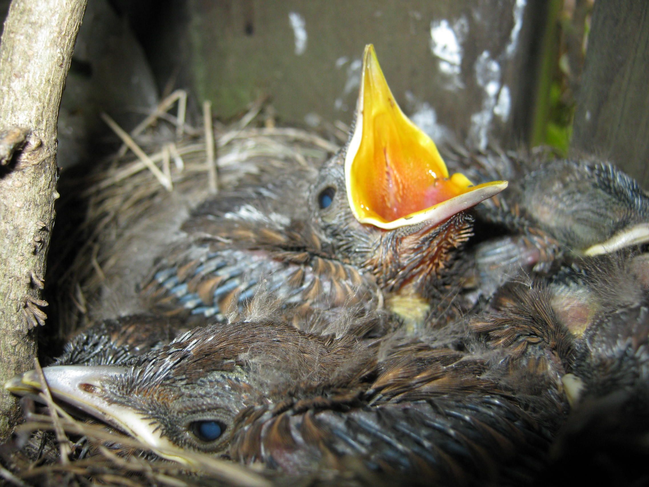 Amseljunge - Amsel (Turdus merula)