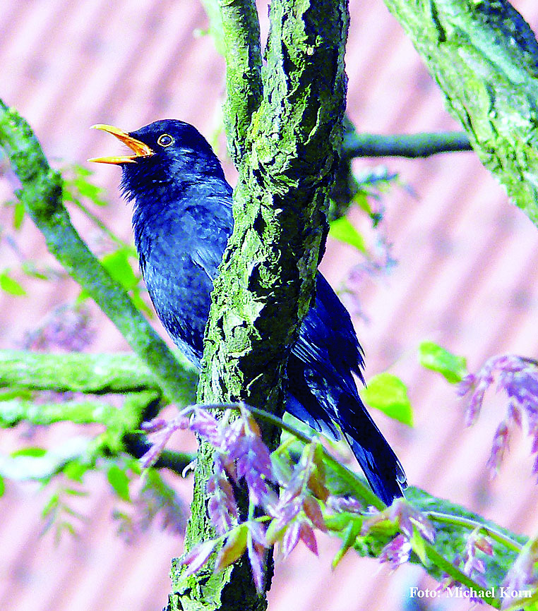 Mit der Aktion „Stunde der Gartenvögel“ möchte der NABU in diesem Jahr vor allem wichtige Hinweise zur Entwicklung der „Allerweltsvögel“ sammeln. Zu diesen Vogelarten gehört auch die Amsel, doch wurden bei den Zählungen in den vergangenen Jahren auffallend wenig Amseln registriert.
