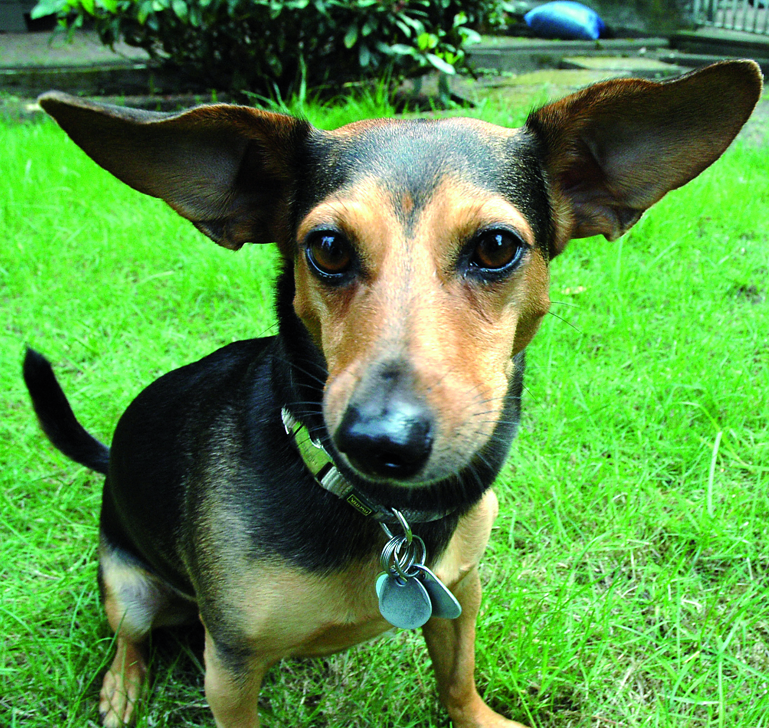 Stadtspiegel-Redaktionshund Joey