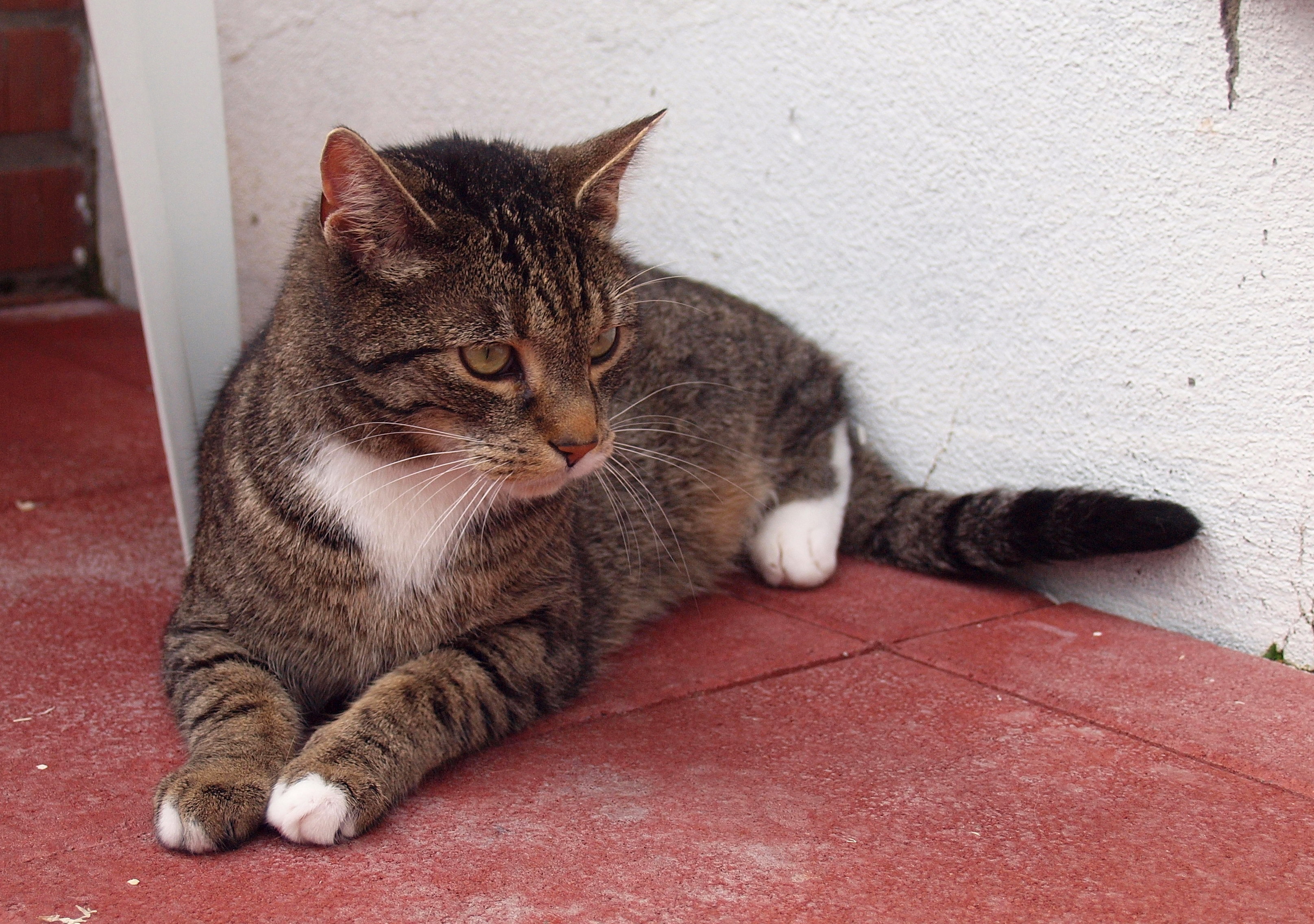 Kater „Spunky“ sucht ein neues Zuhause.