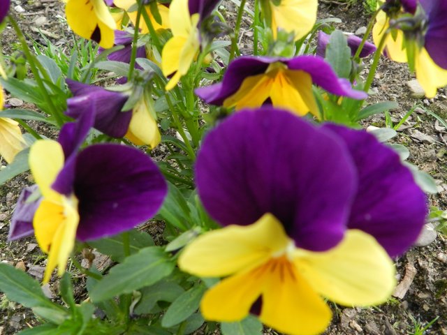 "Ein Gang durch einen schönen Blumengarten" oder "Eines der liebsten