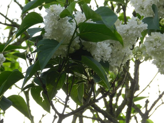 "Ein Gang durch einen schönen Blumengarten" oder "Eines der liebsten