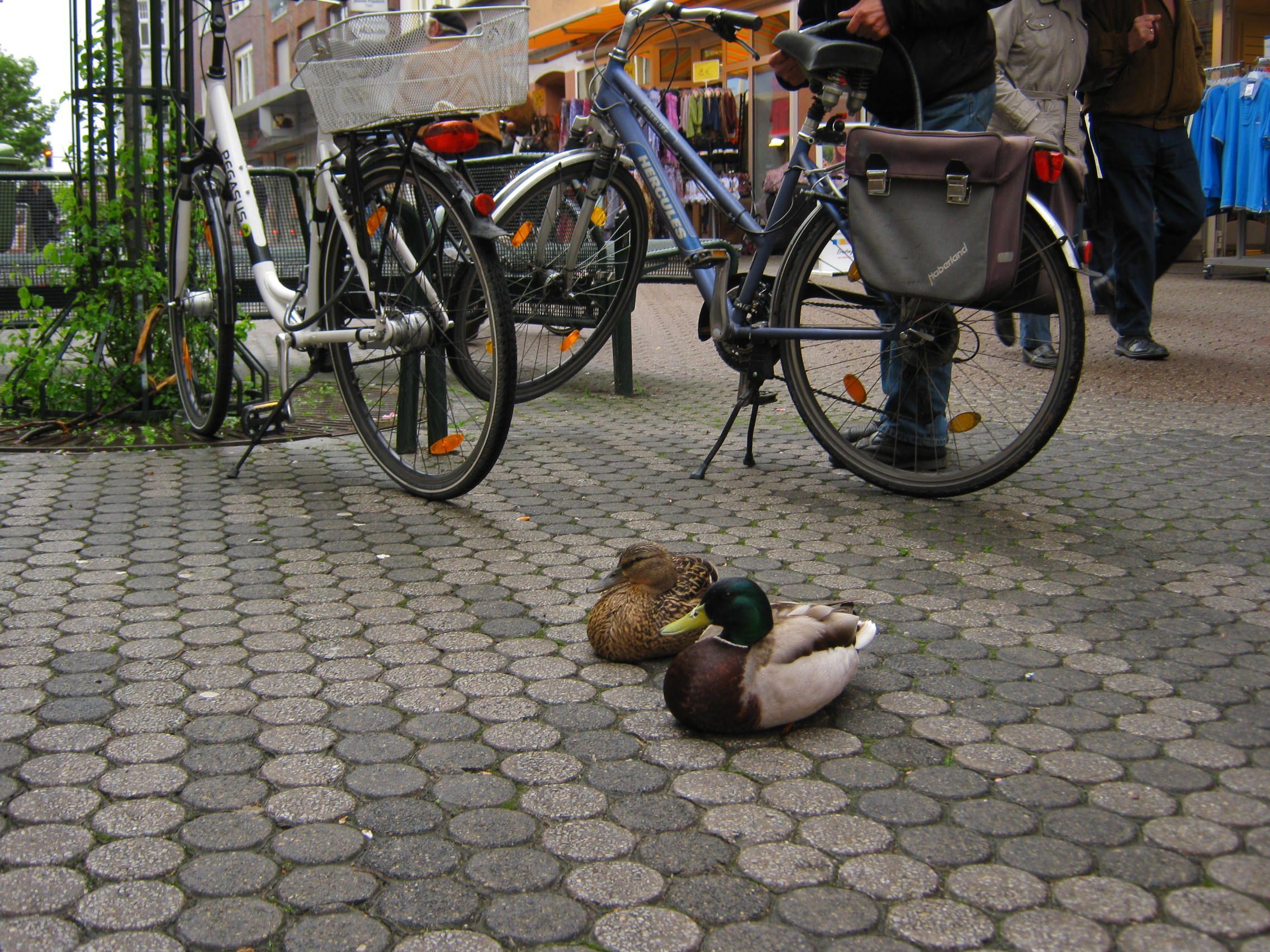 Fette, faule Enten vor der Futterbude!!!