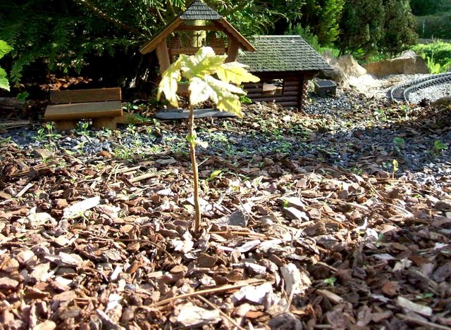 Ahorn, im Herbst 2011 gepflanzt