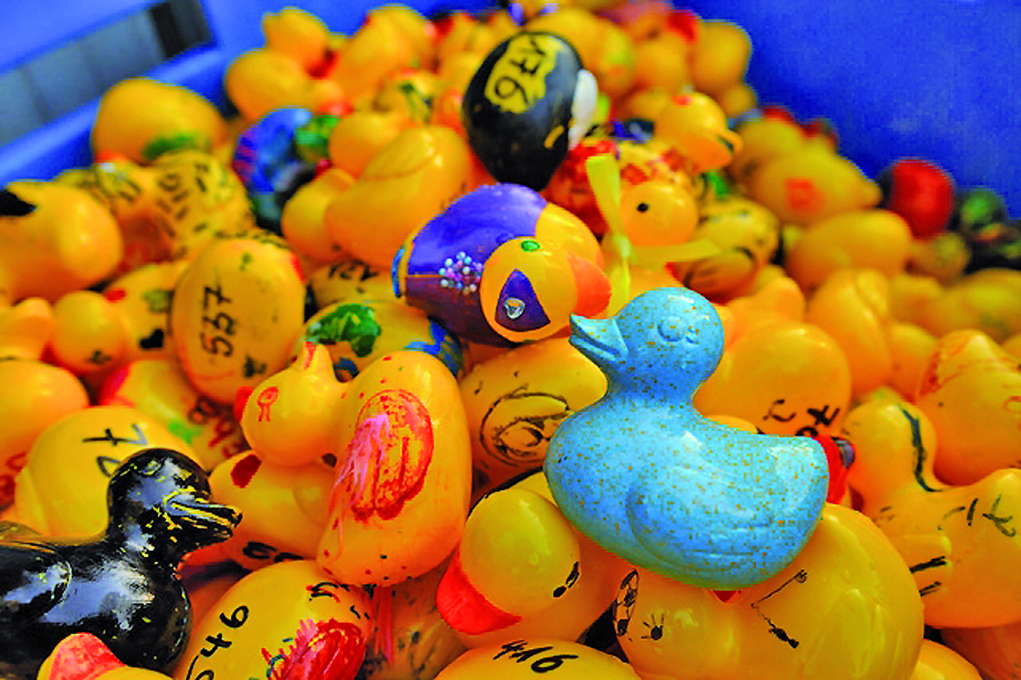 Alle interessierten Kinder bis zwölf Jahre können sich gelbe Plastik-Enten in den Langenberger Geschäften abholen und sie für das Entenrennen bemalen.