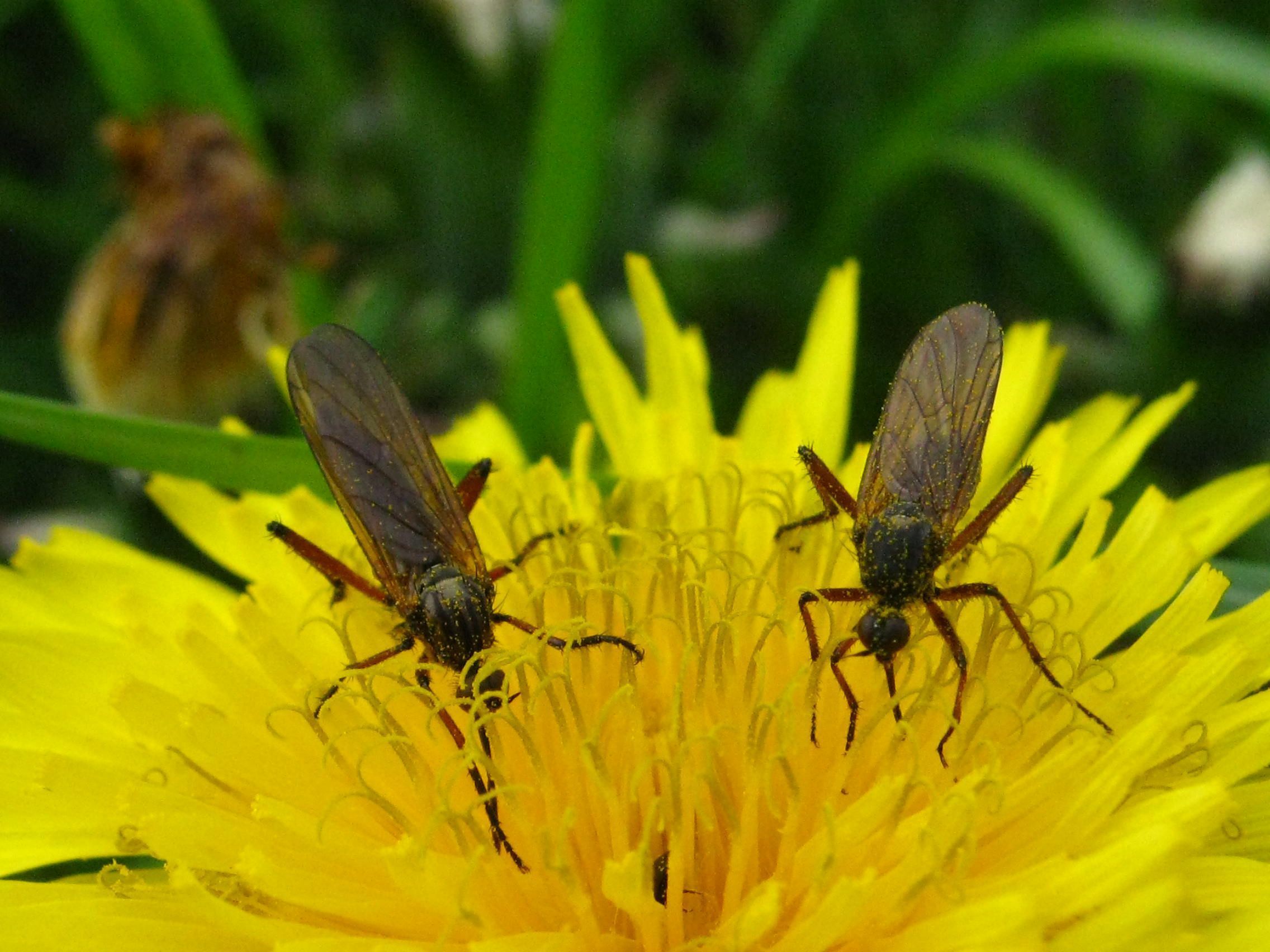 Wunderbare Welt der Tiere 00