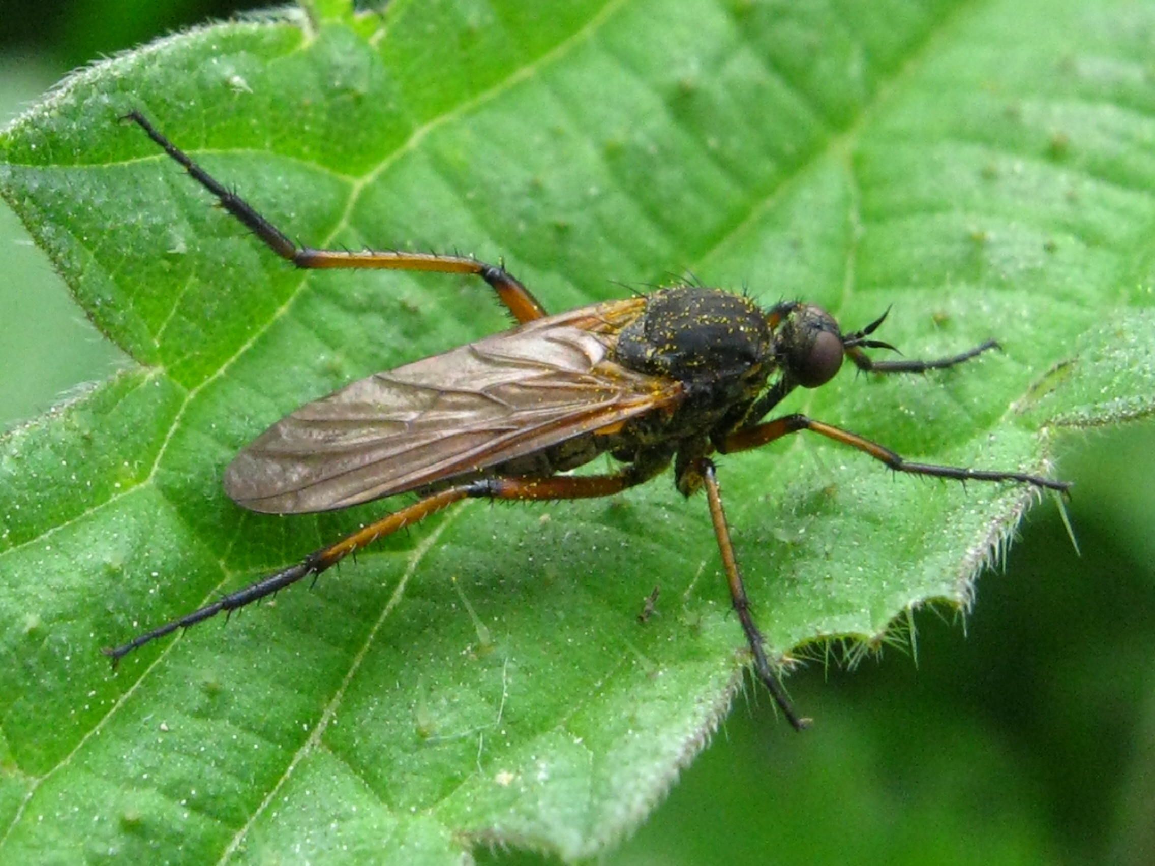 Wunderbare Welt der Tiere 01