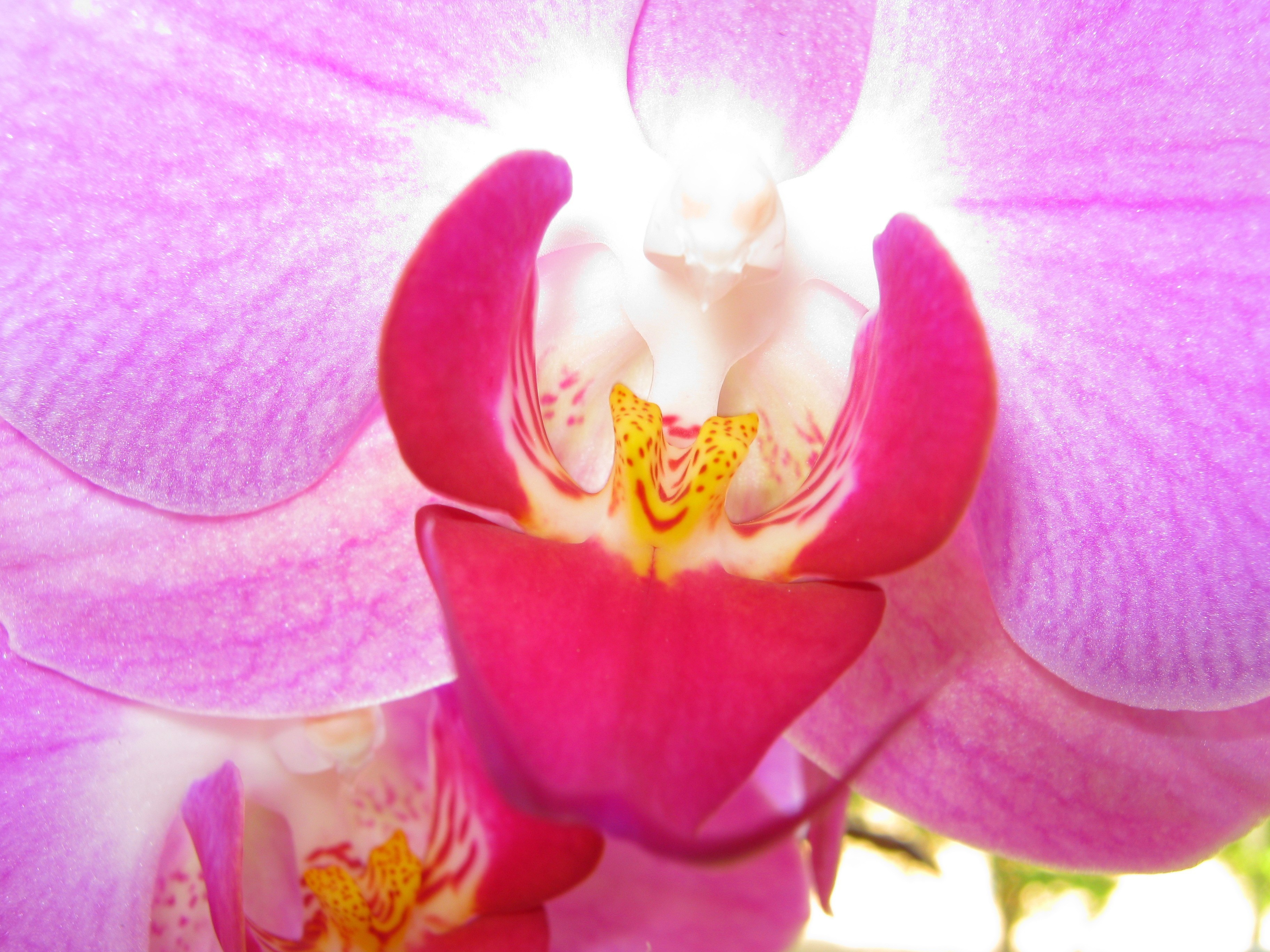 Orchidee - (Orchidaceae)